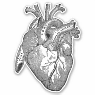  Menselijke Anatomie Hart Sticker