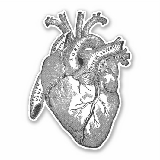  Menselijke Anatomie Hart Zwart Sticker (Voorkant)