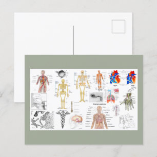 Menselijke Anatomie Kaarten