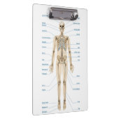 Menselijke anatomie klembord (Rechts)