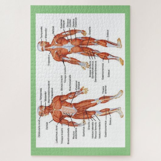 Menselijke anatomie legpuzzel (Verticaal)