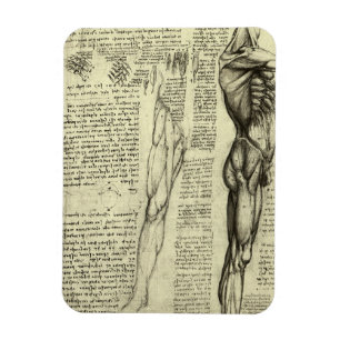 Menselijke anatomie Mannelijke spieren door Leonar Magneet