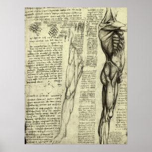 Menselijke Anatomie Mannelijke Spieren door Leonar Poster
