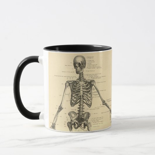 Menselijke anatomie Skelet en spieren van het lich Mok (Links)
