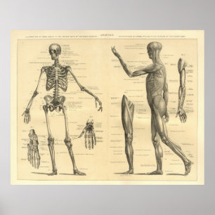 Menselijke anatomie Skelet en spieren van het lich Poster