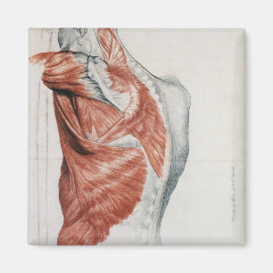 menselijke anatomie; Spieren van de Torso en schou Magneet