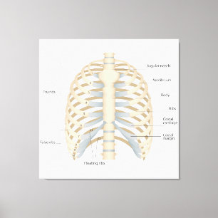 Menselijke anatomie van de borst canvas afdruk