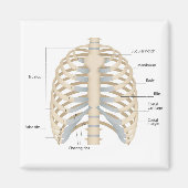 Menselijke anatomie van de borst magneet (Voorkant)