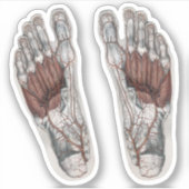  menselijke anatomie Voetafdruk podiatry Foot Sticker (Voorkant)