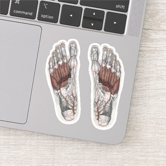  menselijke anatomie Voetafdruk podiatry Foot Sticker (Detail)