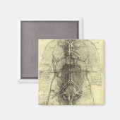 Menselijke anatomie, Vrouw Torso van Leonardo da V Magneet (Voorkant / Achterkant)