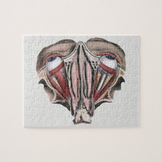  menselijke anatomie Wetenschap, Eyeballen Eyes Legpuzzel (Horizontaal)