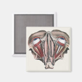  menselijke anatomie Wetenschap, Eyeballen Eyes Magneet (Voorkant / Achterkant)