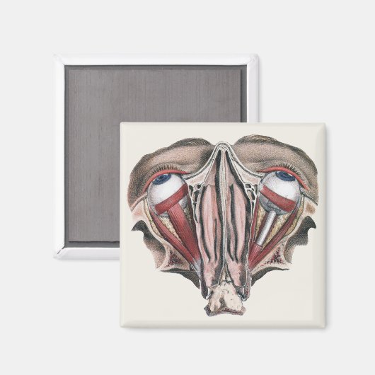  menselijke anatomie Wetenschap, Eyeballen Eyes Magneet (Voorkant / Achterkant)