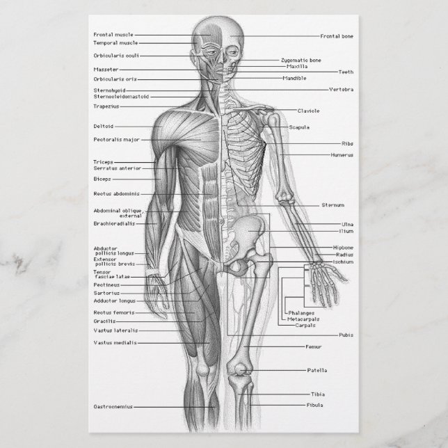 Menselijke anatomiegrafiek (Voorkant)