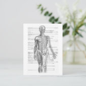 Menselijke anatomiegrafiek briefkaart (Staand voorkant)