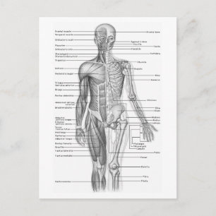 Menselijke anatomiegrafiek briefkaart