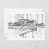 Menselijke anatomiegrafiek briefkaart (Voorkant / Achterkant)
