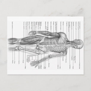 Menselijke anatomiegrafiek briefkaart