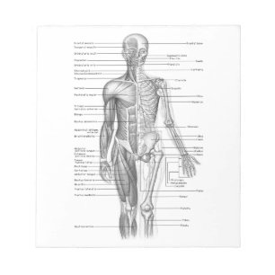 Menselijke anatomiegrafiek notitieblok
