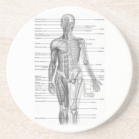 Menselijke anatomiegrafiek zandsteen onderzetter (Voorkant)