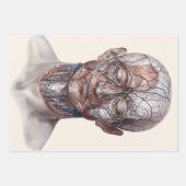 menselijke anatomiewetenschap, hoofd Throat Nose Inpakpapier Vel (Voorkant)