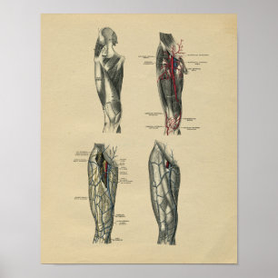 Menselijke Beenanatomie 1902  afdrukken Poster