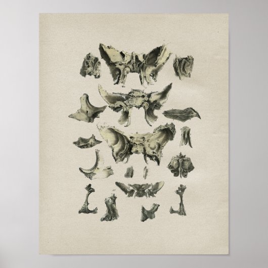 Menselijke Botten Anatomie Afdrukken Poster (Voorkant)