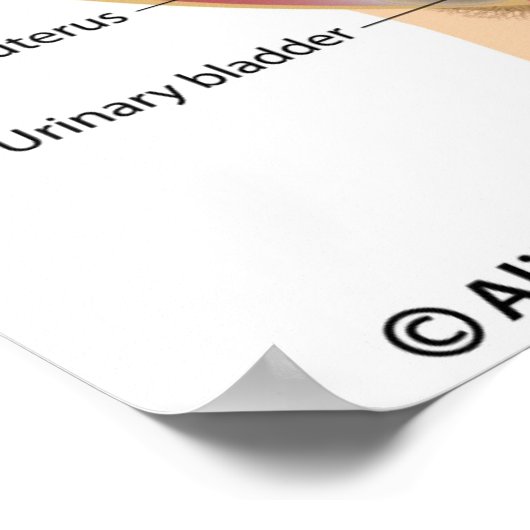 Menselijke foetus in een baarmoederdier, poster ge (Hoek)