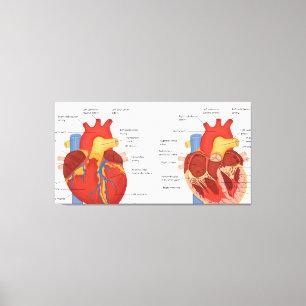 Menselijke hart anatomie canvas afdruk