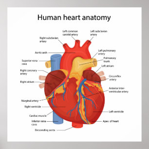 Menselijke hart anatomie poster