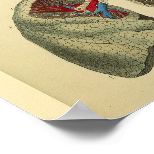 Menselijke Lungs Trachea Anatomie Art Print (Hoek)