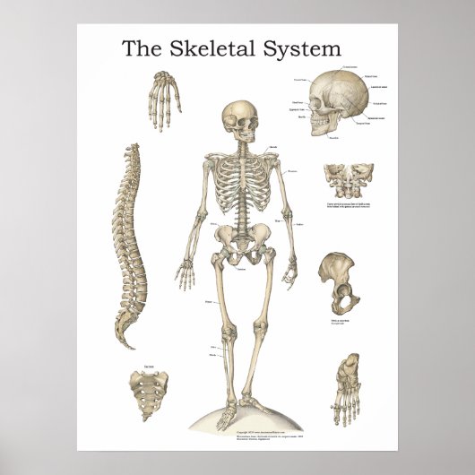 Menselijke Skeletanatomiegrafiek Poster (Voorkant)