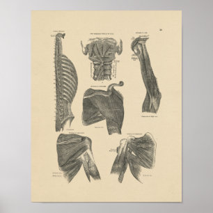  menselijke spieren Anatomie 1880 Afdrukken Poster