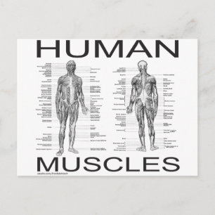 Menselijke spieren en anatomie briefkaart
