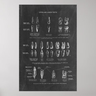 Menselijke tanden anatomie poster