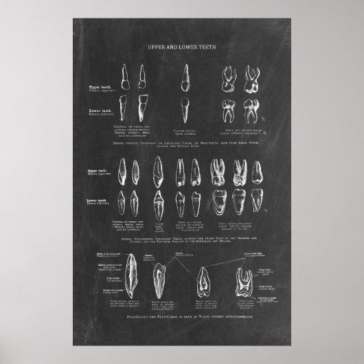 Menselijke tanden anatomie poster (Voorkant)