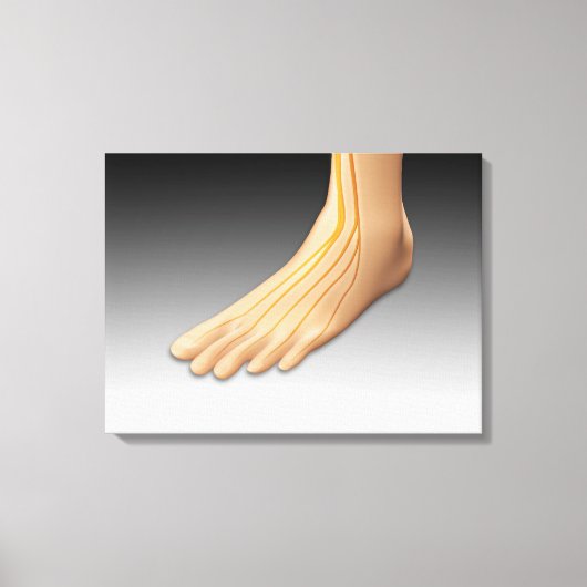 Menselijke voet met zenuwstelsel 2 canvas afdruk (Voorkant)