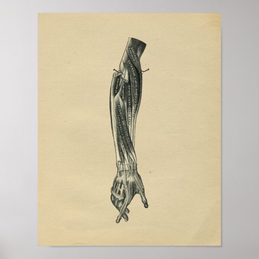 Menselijke wapenanatomie 1902  afdrukken poster (Voorkant)