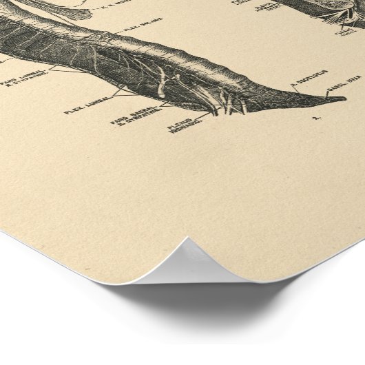  menselijke zenuwen Anatomie 1880 Afdrukken Poster (Hoek)