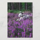 Menu Bar Dalmatien (Dos)