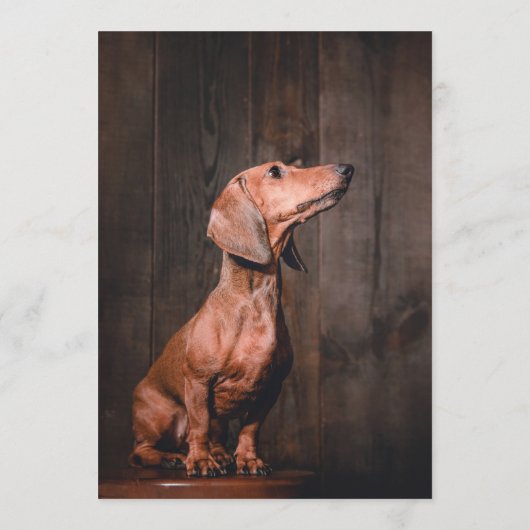 Menu Bar de Dachsund (Dos)