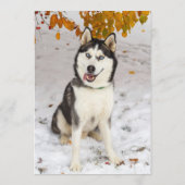 Menu Bar Husky (Dos)