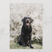 Menu Barre Black Lab (Dos)