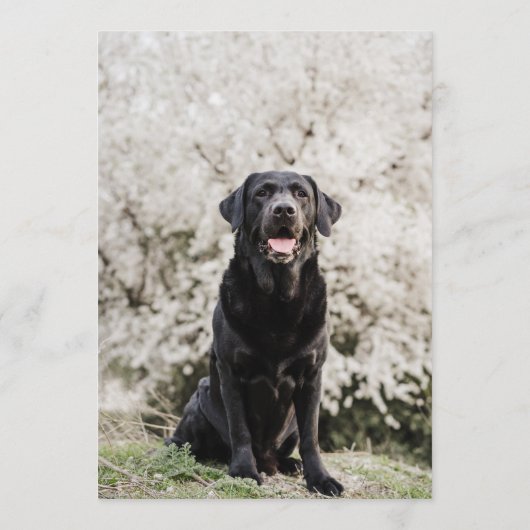 Menu Barre Black Lab (Dos)