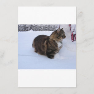 Menu chat des forêts norvégiennes dans la neige