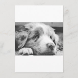 Menu chiot berger australien nb
