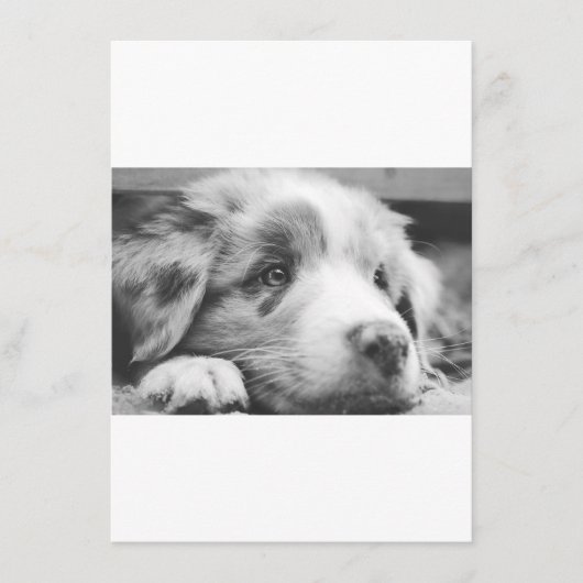 Menu chiot berger australien nb (Devant)