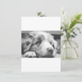 Menu chiot berger australien nb (Debout devant)
