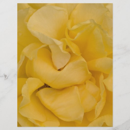 Menu Quinceaña Rose jaune (Dos)